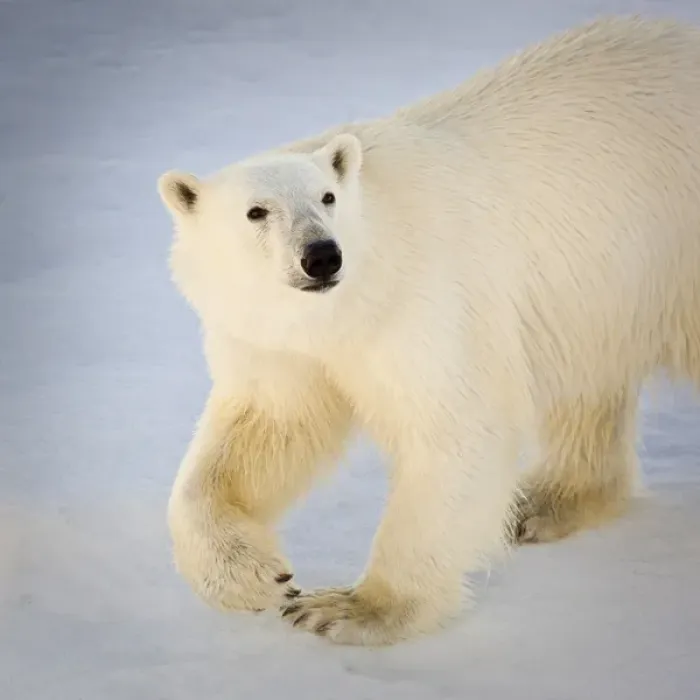 Framed Print : Svalbard, Norway. Close-up of a Polar Bear walking Framed Print : Svalbard, Norway. Close-up of a Polar Bear walking