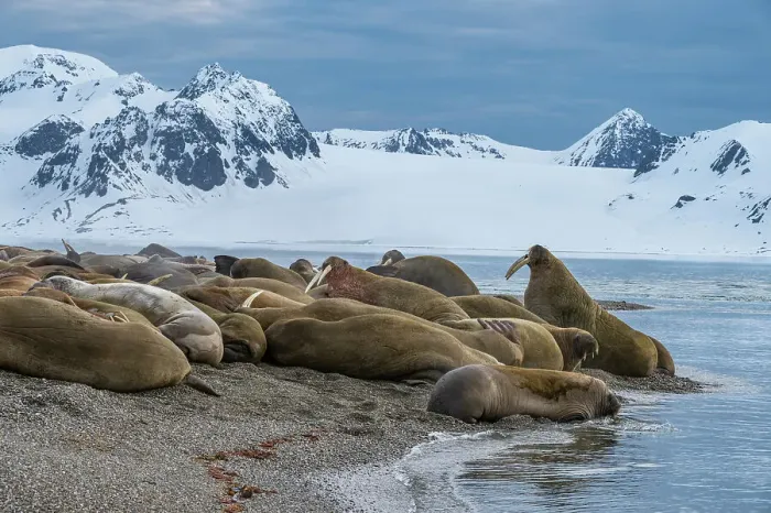 Framed Print : Svalbard, Norway. Colony of Atlantic walrus on beach