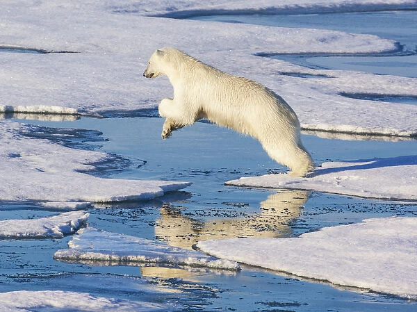 Svalbard, Norway. Polar Bear jumps across ice sheets