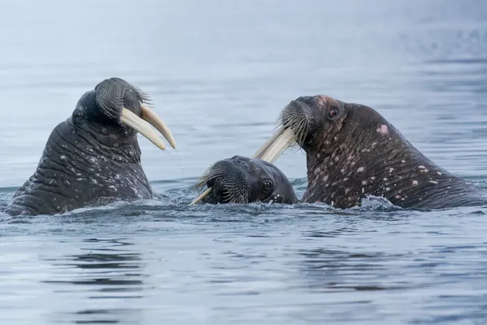 Framed Print : Svalbard, Spitsbergen. Three walrus playing together in the water Framed Print : Svalbard, Spitsbergen. Three walrus playing together in the water