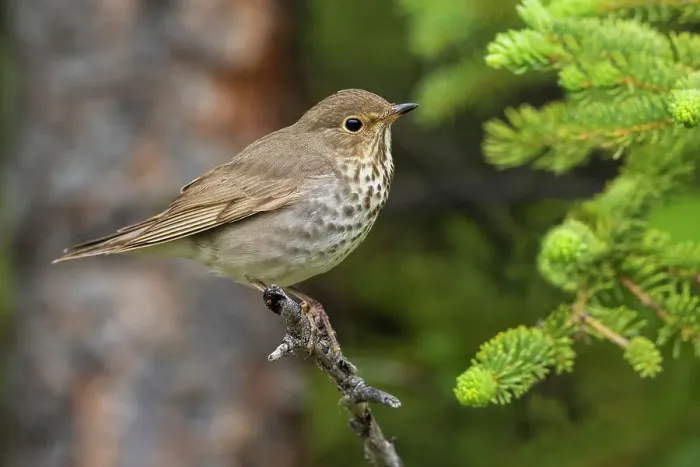 Framed Print : Swainson's thrush Framed Print : Swainson's thrush