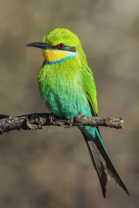 Framed Print : Swallow-tailed bee-eater posing in southern Africa Framed Print : Swallow-tailed bee-eater posing in southern Africa