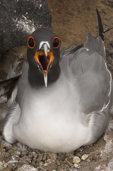 Swallow-tailed Gull (Larus furcatus) on nest, Punto Cevallos, Espanola (Hood) Island
