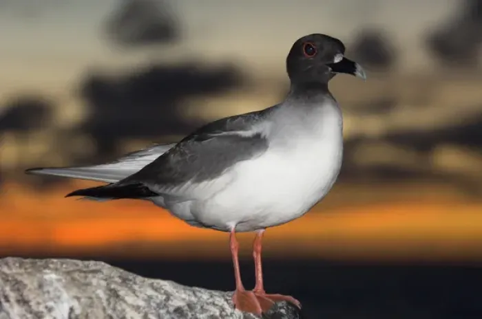 Framed Print : Swallow-tailed Gull (Larus furcatus) Punto Cevallos, Espanola (Hood) Island