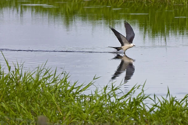 The Swallow-tailed Kite (Elanoides forficatus) breeds from the southeastern United