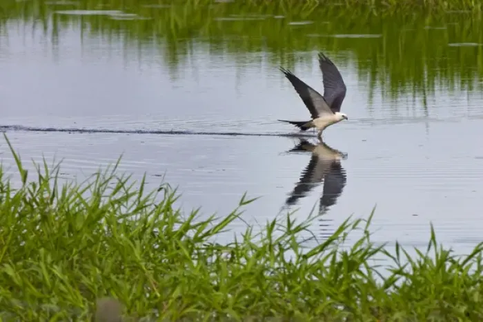 Framed Print : The Swallow-tailed Kite (Elanoides forficatus) breeds from the southeastern United