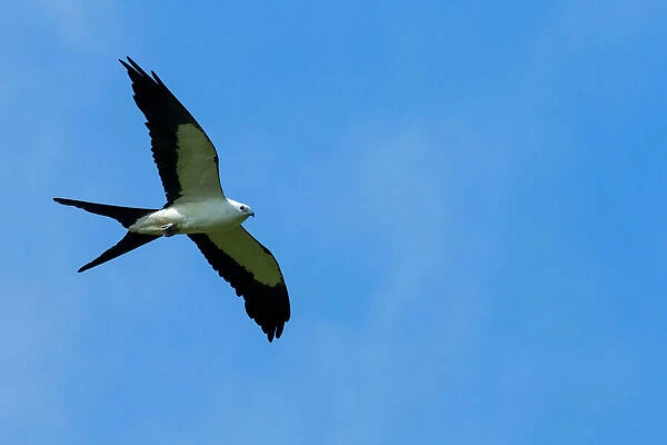 Swallow-tailed kite in flight, Elanoides forficatus, Central Florida, USA