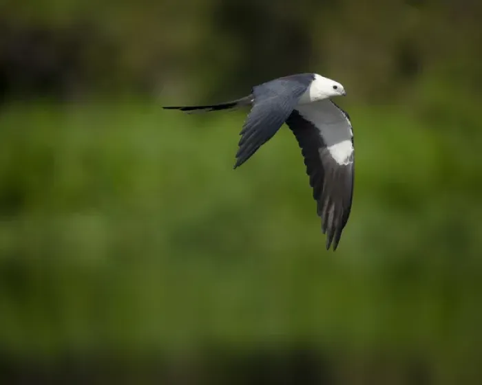 Framed Print : Swallow-tailed kite in flight, Elanoides forficatus, Lake Woodruff NWR, Florida, USA Framed Print : Swallow-tailed kite in flight, Elanoides forficatus, Lake Woodruff NWR, Florida, USA