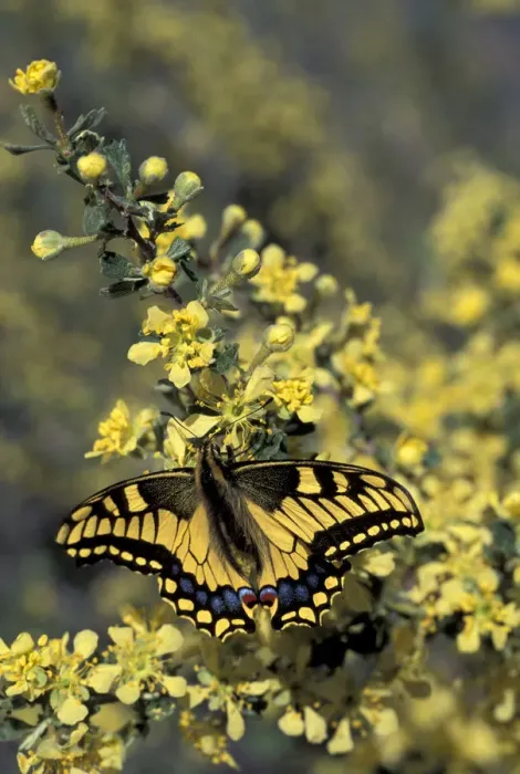 Framed Print : Swallowtail butterfly