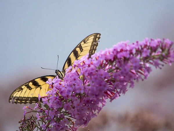 Swallowtail butterfly on butterfly (buddleia) bush flower, Day Preserve, Illinois