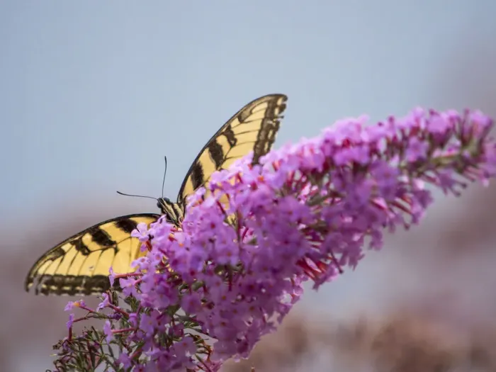 Framed Print : Swallowtail butterfly on butterfly (buddleia) bush flower, Day Preserve, Illinois