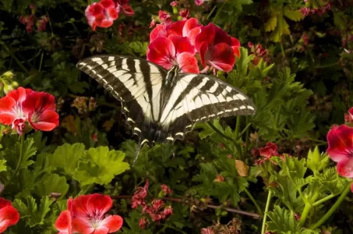 Framed Print : Swallowtail butterfly, northern California Framed Print : Swallowtail butterfly, northern California