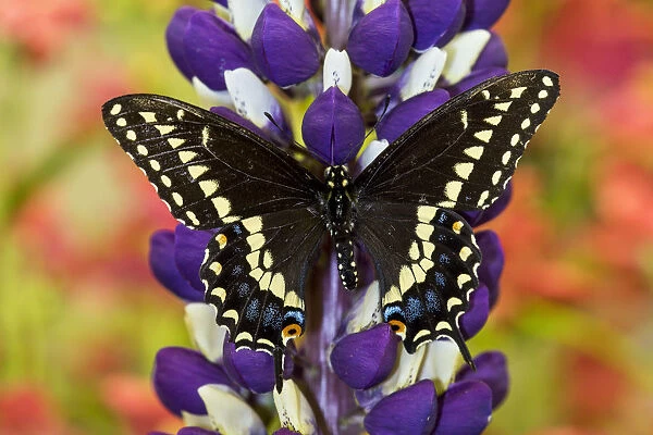 Swallowtail butterfly, Papilio polyxenes on lupine, Bandon, Oregon