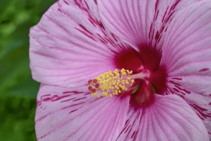 Framed Print : Swamp Rose Mallow Framed Print : Swamp Rose Mallow