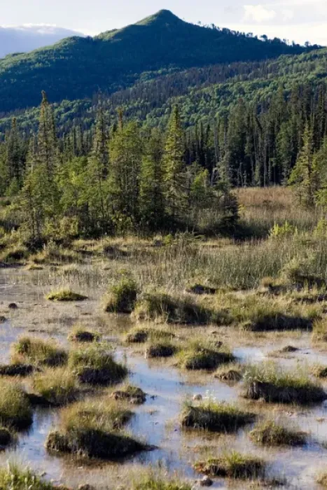 Framed Print : Swamps created by the hot springs near Laird River in Hotsprings Provincial park