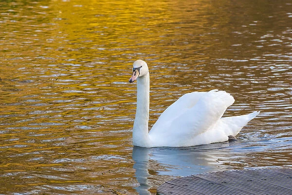 Swan in Keukenhof Gardens