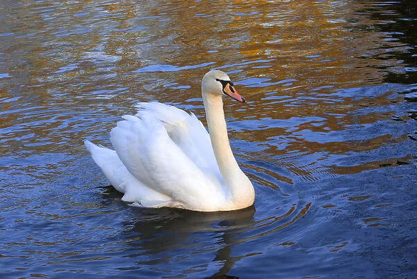Swan in Keukenhof Gardens