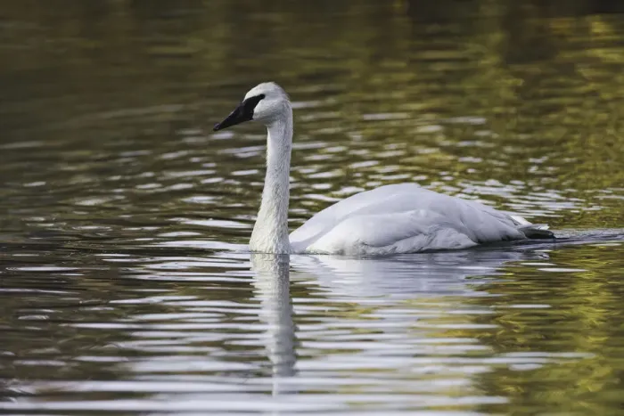 Framed Print : Swan swimming in autumn colored water