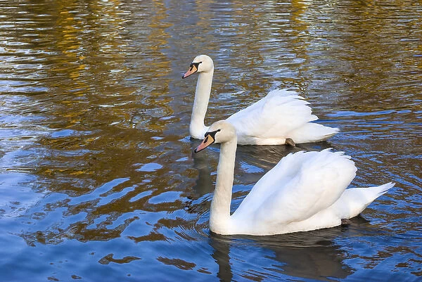 Swans in Keukenhof Gardens