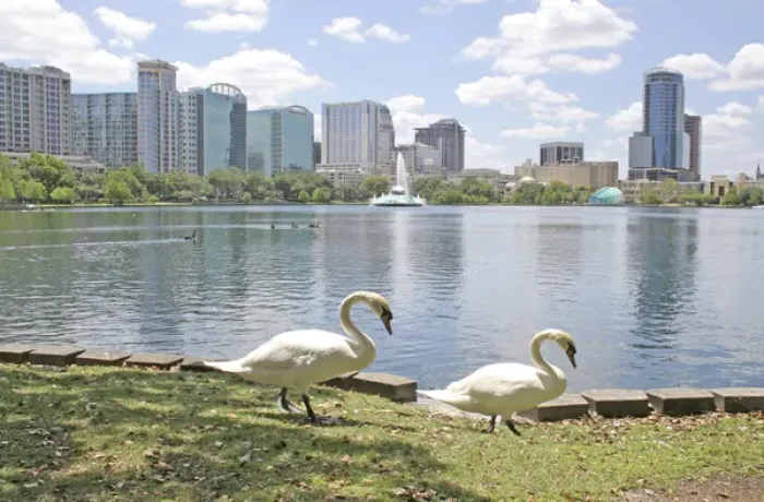 Framed Print : Swans at Lake Eola Park, Orlando Florida