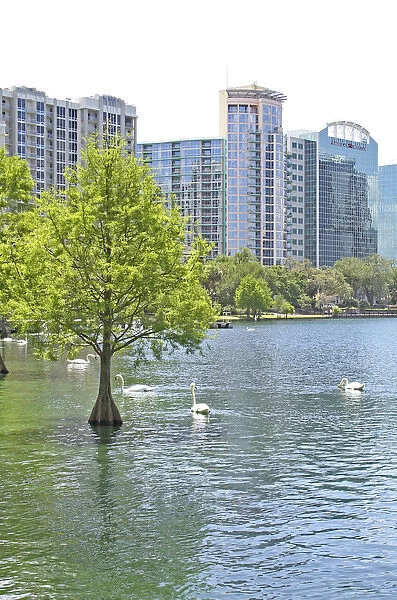 Swans at Lake Eola Park, Orlando Florida
