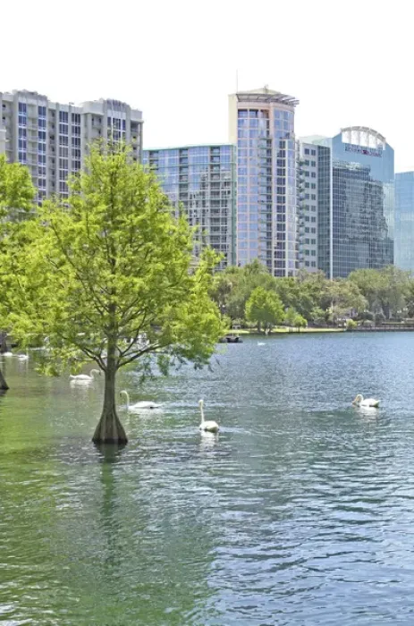 Framed Print : Swans at Lake Eola Park, Orlando Florida Framed Print : Swans at Lake Eola Park, Orlando Florida