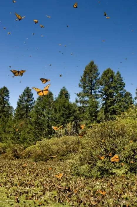Framed Print : Swarm of Monarch Butterflies in flight and in meadow, El Rosario Monarch Butterfly Reserve Framed Print : Swarm of Monarch Butterflies in flight and in meadow, El Rosario Monarch Butterfly Reserve