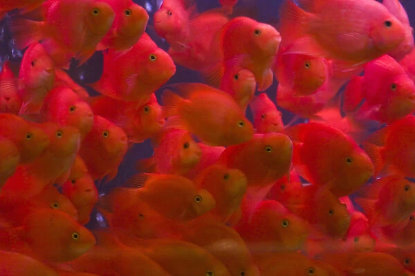 Swarms of gold fish, Shanghai, China
