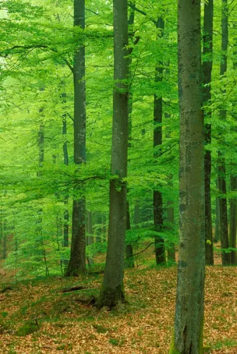 Framed Print : Sweden. Beech (Fagus sylvatica) Forest Framed Print : Sweden. Beech (Fagus sylvatica) Forest
