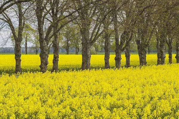Sweden, Gotland Island, Romakloster, landscape with yellow flowers, springtime