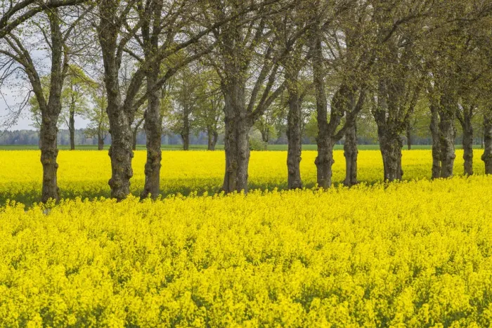 Framed Print : Sweden, Gotland Island, Romakloster, landscape with yellow flowers, springtime Framed Print : Sweden, Gotland Island, Romakloster, landscape with yellow flowers, springtime