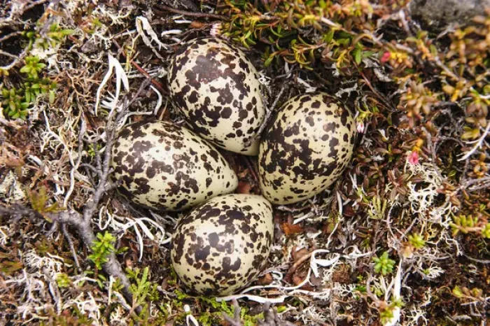 Framed Print : Sweden, Jamtland