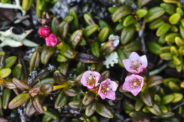 Sweden, Jamtland. Alpine azalea (Loiseleuria procumbens)