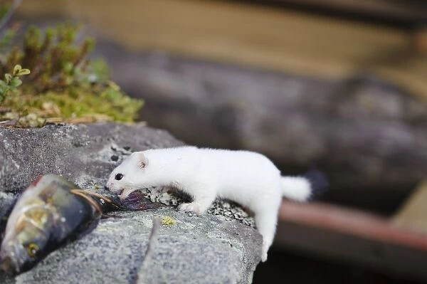 Sweden, Jamtland. Short-tailed weasel or Ermine (Mustela erminea) feeding on a perch