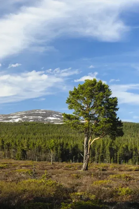 Framed Print : Sweden, Jamtland, Valadalen Nature Preserve. Clearing with a solitary Scots Pine Framed Print : Sweden, Jamtland, Valadalen Nature Preserve. Clearing with a solitary Scots Pine