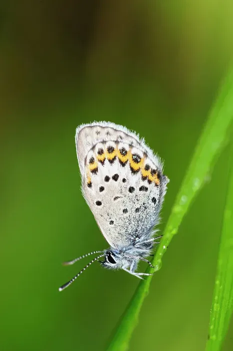 Framed Print : Sweden, Norrbotten, Abisko, Torne Lake. Northern Blue butterfly (Plebejus ida)