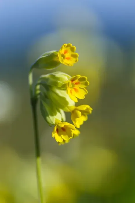 Framed Print : Sweden, Skane, Simrishamn, Verkeans Nature Preserve. Cowslip primrose (Primula veris)