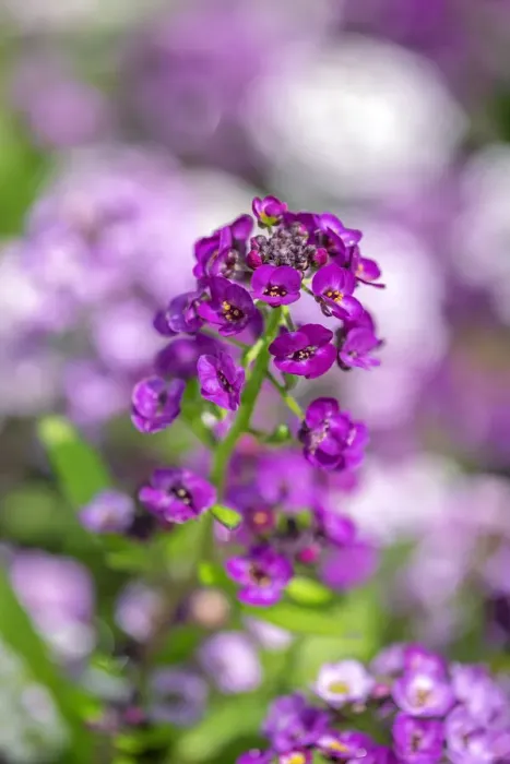 Framed Print : Sweet alyssum Framed Print : Sweet alyssum