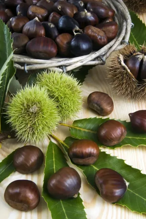 Framed Print : Sweet chestnuts (Castanea sativa)