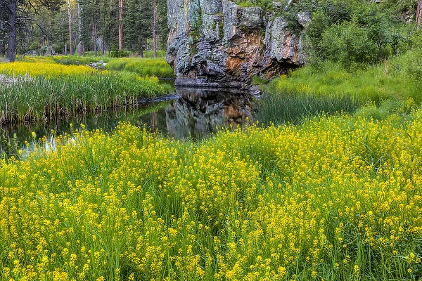 Sweet clover along French Creek in the Black Hills of Custer State Park, South Dakota