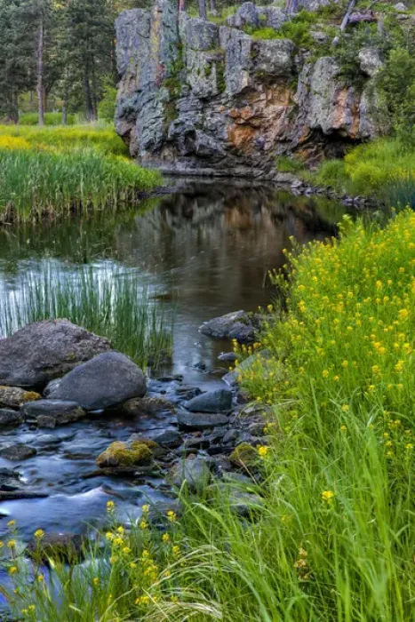 Framed Print : Sweet clover along French Creek in the Black Hills of Custer State Park, South Dakota Framed Print : Sweet clover along French Creek in the Black Hills of Custer State Park, South Dakota