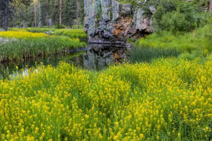 Framed Print : Sweet clover along French Creek in the Black Hills of Custer State Park, South Dakota