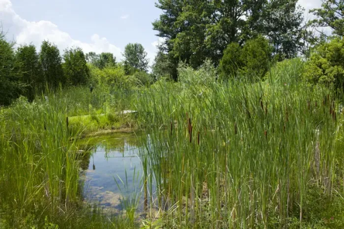 Framed Print : Sweet Grass Gardens Nursery carries several rare or hard-to-find species such as Framed Print : Sweet Grass Gardens Nursery carries several rare or hard-to-find species such as