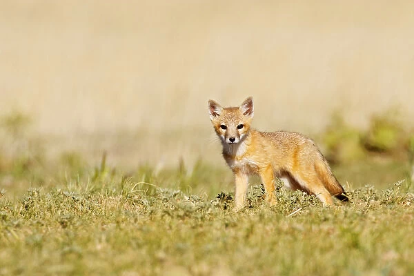 Swift Fox (Vulpes macrotis) young at den burrow, afternoon, Pawnee National Grasslands