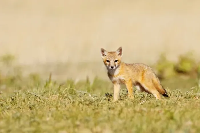 Framed Print : Swift Fox (Vulpes macrotis) young at den burrow, afternoon, Pawnee National Grasslands Framed Print : Swift Fox (Vulpes macrotis) young at den burrow, afternoon, Pawnee National Grasslands