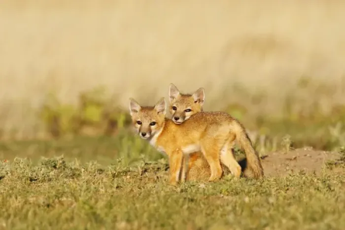 Framed Print : Swift Fox (Vulpes macrotis) young at den burrow, afternoon, Pawnee National Grasslands Framed Print : Swift Fox (Vulpes macrotis) young at den burrow, afternoon, Pawnee National Grasslands
