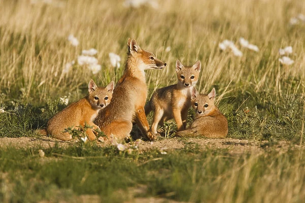Swift Fox (Vulpes velox) female with young at den on the Pawnee National Grasslands