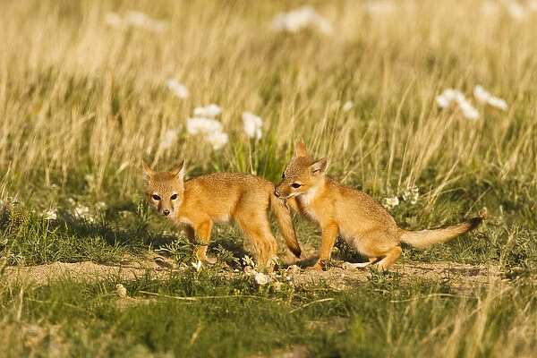 Swift Fox (Vulpes velox) young at den on the Pawnee National Grasslands, Colorado, USA