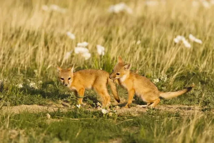 Framed Print : Swift Fox (Vulpes velox) young at den on the Pawnee National Grasslands, Colorado, USA Framed Print : Swift Fox (Vulpes velox) young at den on the Pawnee National Grasslands, Colorado, USA