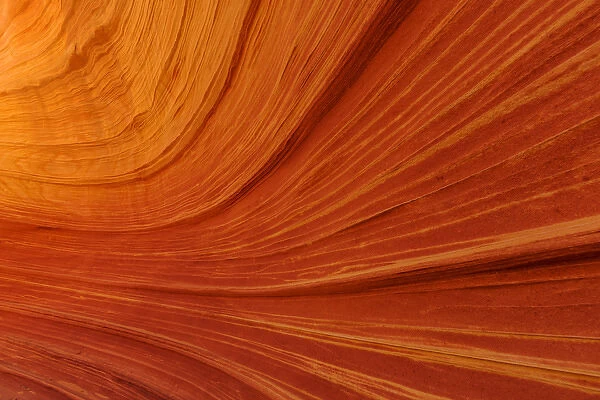 Swirling sandstone at The Wave in the Vermillion Cliffs Wilderness, Arizona, USA